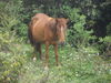 Horse at Langtang region