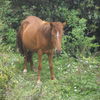 Horse at Langtang region